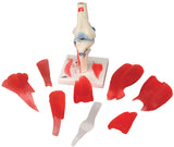 3B Scientific Anatomical Model - knee joint with removable muscles, 12-part - Includes 3B Smart Anatomy - FE-12-4527
