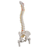 3B Scientific Anatomical Model - flexible spine, classic, with femur heads - Includes 3B Smart Anatomy