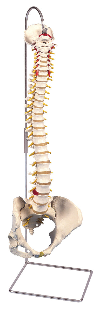 3B Scientific Anatomical Model - flexible spine, classic, with female pelvis - Includes 3B Smart Anatomy