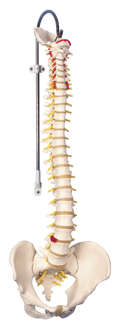 3B Scientific Anatomical Model - flexible spine, didactic - Includes 3B Smart Anatomy