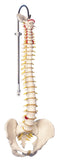 3B Scientific Anatomical Model - flexible spine, didactic - Includes 3B Smart Anatomy