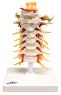 3B Scientific Anatomical Model - cervical spinal column - Includes 3B Smart Anatomy