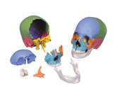 3B Scientific Anatomical Model - didactic skull, Beauchene 22-part - Includes 3B Smart Anatomy - FE-12-4553