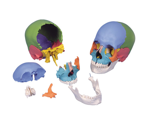 3B Scientific Anatomical Model - didactic skull, Beauchene 22-part - Includes 3B Smart Anatomy - FE-12-4553