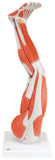 3B Scientific Anatomical Model - Regular muscular leg 9-part - Includes 3B Smart Anatomy