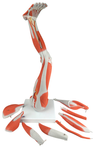 3B Scientific Anatomical Model - Regular muscular leg 9-part - Includes 3B Smart Anatomy - FE-12-4555