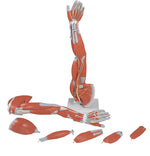 3B Scientific Anatomical Model - Regular muscular arm 6-part - Includes 3B Smart Anatomy - FE-12-4556