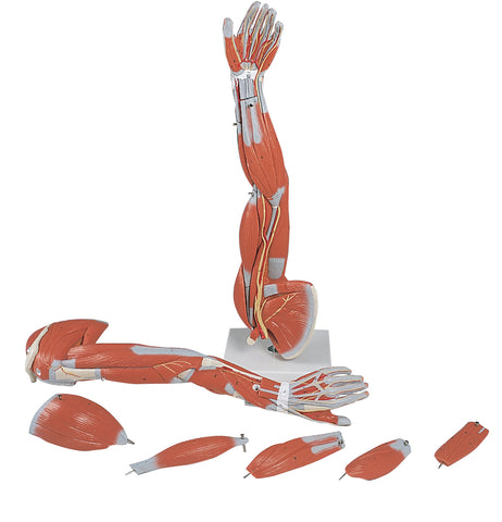 3B Scientific Anatomical Model - Regular muscular arm 6-part - Includes 3B Smart Anatomy - FE-12-4556
