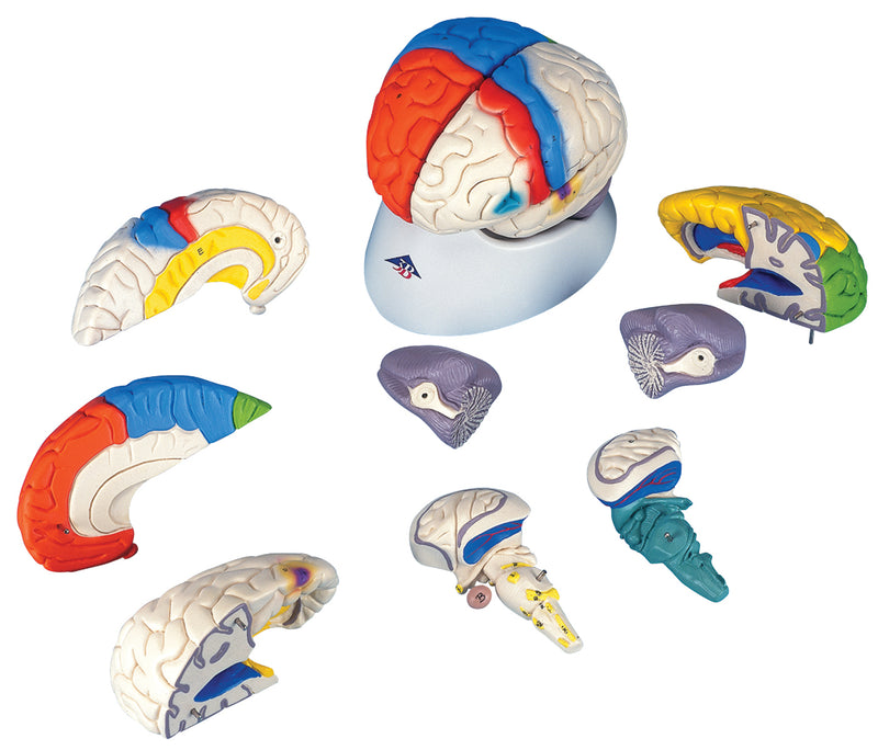3B Scientific Anatomical Model - deluxe brain neuro-anatomical, 8-part - Includes 3B Smart Anatomy