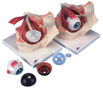 3B Scientific Anatomical Model - eye, 7-part (3x size) - Includes 3B Smart Anatomy - FE-12-4564