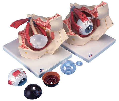 3B Scientific Anatomical Model - eye, 7-part (3x size) - Includes 3B Smart Anatomy - FE-12-4564