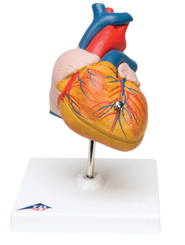 3B Scientific Anatomical Model - heart, 2-part - Includes 3B Smart Anatomy - FE-12-4567