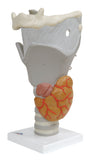 3B Scientific Anatomical Model - functional larynx (2.5x size) - Includes 3B Smart Anatomy