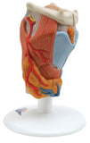 3B Scientific Anatomical Model - larynx, 2-part - Includes 3B Smart Anatomy