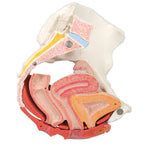 3B Scientific Anatomical Model - female pelvis, 4-part with ligaments - Includes 3B Smart Anatomy - FE-12-4574