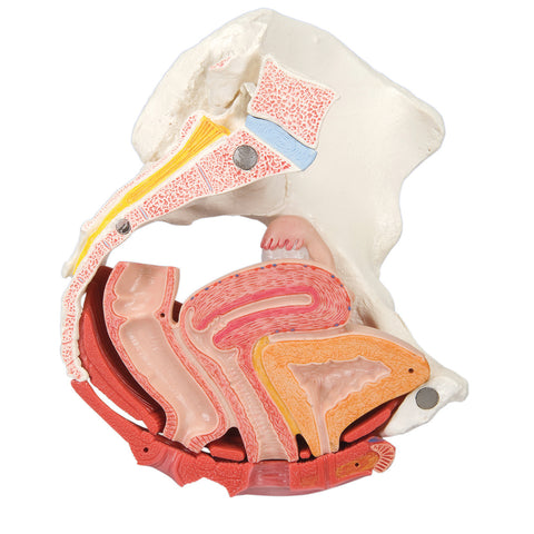 3B Scientific Anatomical Model - female pelvis, 4-part with ligaments - Includes 3B Smart Anatomy - FE-12-4574