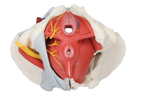3B Scientific Anatomical Model - female pelvis, 6-part with ligaments - Includes 3B Smart Anatomy - FE-12-4575