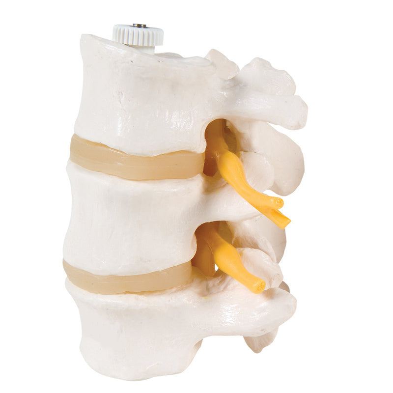 3B Scientific Anatomical Model - 3 Lumbar Vertebrae, flexibly mounted - Includes 3B Smart Anatomy