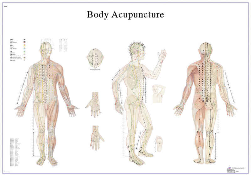 Anatomical Chart - acupuncture body, laminated 