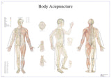 Anatomical Chart - acupuncture body, paper 