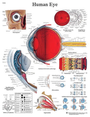 Anatomical Chart - eye, paper 