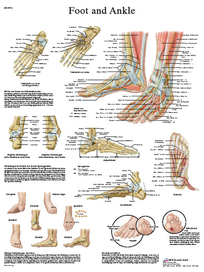 Anatomical Chart - foot & ankle, sticky back 