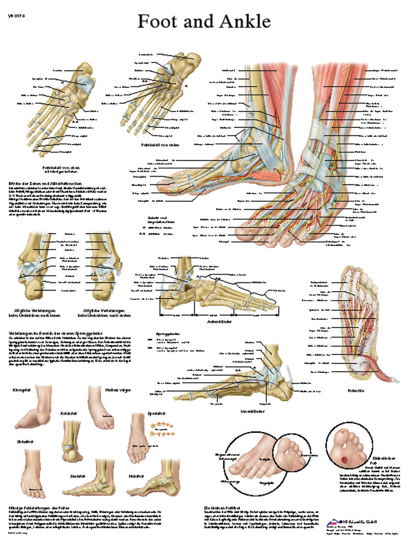 Anatomical Chart - foot & ankle, sticky back 