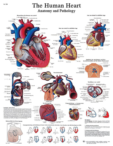 Anatomical Chart - heart, paper 