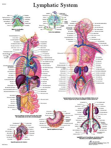 Anatomical Chart - lymphatic system, paper 