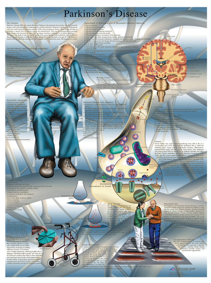 Anatomical Chart - Parkinson's disease, paper 