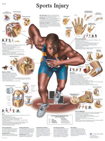 Anatomical Chart - sports injuries, paper 