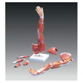 3B Scientific GMBH Arm Muscle Model Dissectible Left Adult Each - M10
