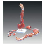 3B Scientific GMBH Arm Muscle Model Dissectible Left Adult Each - M10