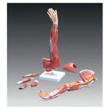 3B Scientific GMBH Arm Muscle Model Dissectible Left Adult Each - M10