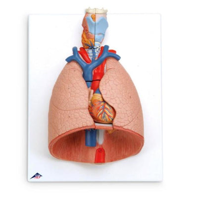 Nasco Healthcare, Inc Lung Model Anatomical Deluxe Each - SB41144