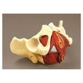 Wolters Kluwer Health Inc Pelvis Model Educational Female Each - 267A