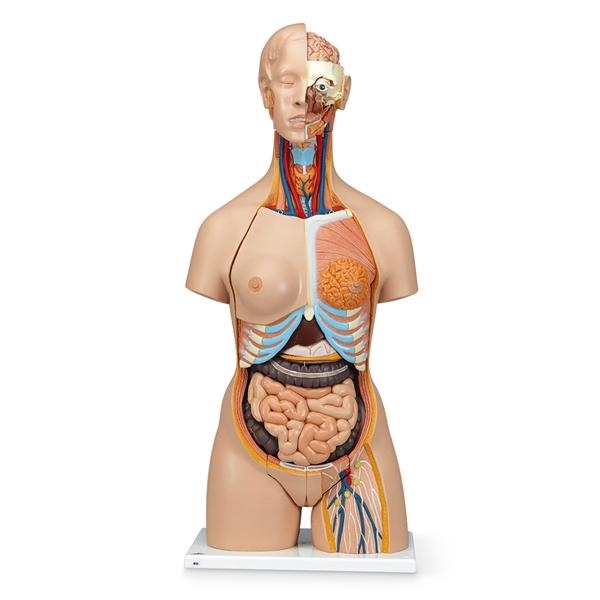 Nasco Healthcare, Inc Dual-Sex Torso Model Anatomical Deluxe Each - SB41422