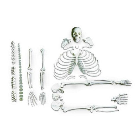 Nasco Healthcare, Inc Disarticulated Skeleton Model Anatomical Life-Size Each - LA00185