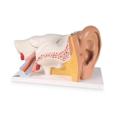Nasco Healthcare, Inc Ear Model Anatomical Advanced Giant Each - SB41430