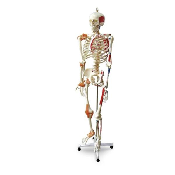 Nasco Healthcare, Inc Full-Size Human Skeleton Model Anatomical Each - SB49572