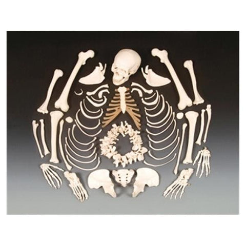 Wolters Kluwer Health Inc Disarticulated Skeleton Model Anatomical Budget Each - CHA5/1