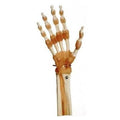 Somso Modelle (Germany) Functional Hand and Finger Joints Model Anatomical Each - NS55