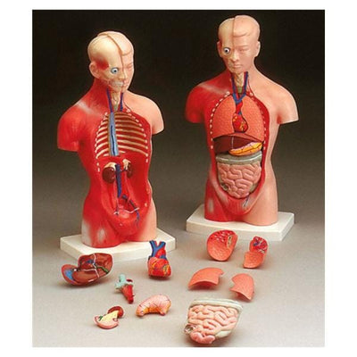 Wolters Kluwer Health Inc Torso Model Anatomical Little Joe Budget Male Each - CMT4