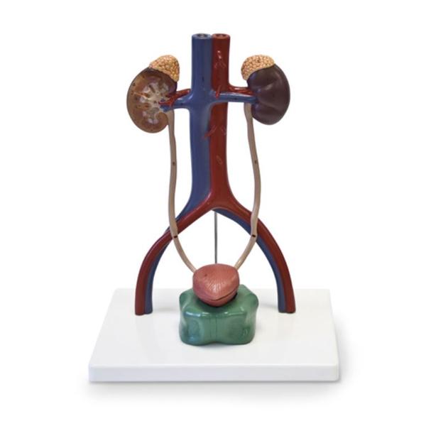 Nasco Healthcare, Inc Urinary System Model Anatomical Each - SB49200