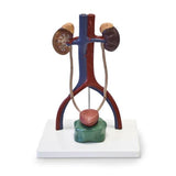 Nasco Healthcare, Inc Urinary System Model Anatomical Each - SB49200