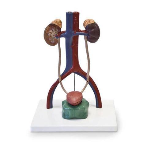 Nasco Healthcare, Inc Urinary System Model Anatomical Each - SB49200