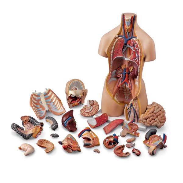Nasco Healthcare, Inc Human Torso Model Anatomical Life-Size Each - SB25326