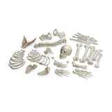 Nasco Healthcare, Inc Skeleton Disarticulated Human Each - SB13487