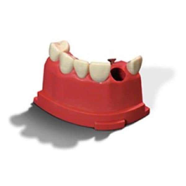 Acadental Teeth Model 07-12 M200 Acadental Right Upper Anterior Each - RT-AE07-12-M2