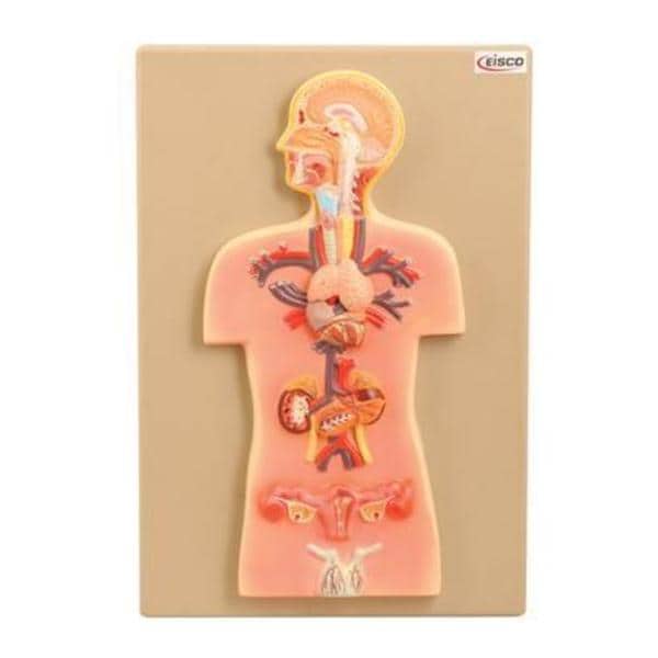 Galloway Plastics Endocrine Glands Model Anatomical EISCO Each - 470136-314